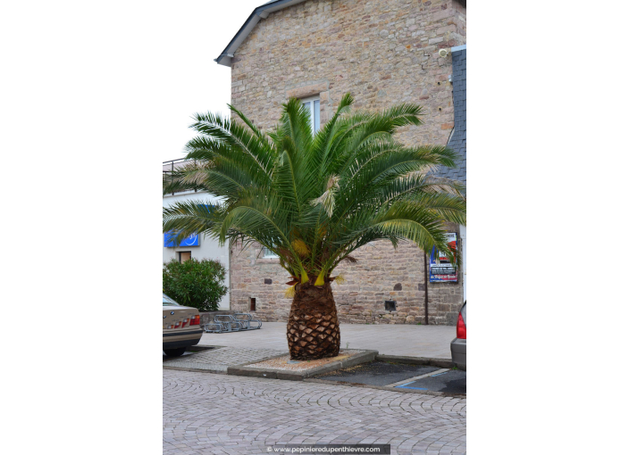 PHOENIX canariensis