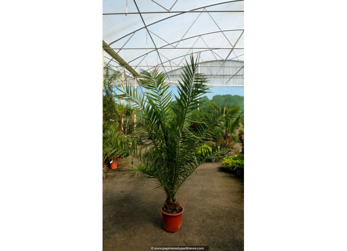 PHOENIX canariensis - Cont. 15 L 125/150