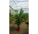 PHOENIX canariensis - Cont. 15 L 125/150