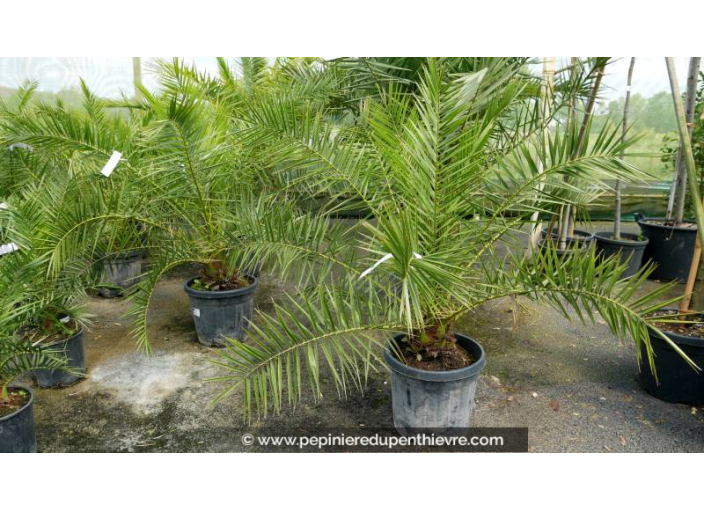 PHOENIX canariensis - Cont. 25 L