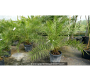 PHOENIX canariensis - Cont. 25 L