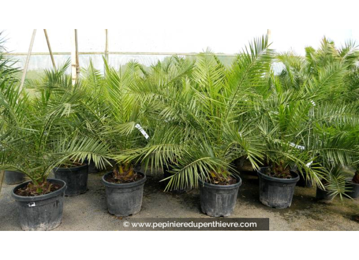 PHOENIX canariensis - Cont. 45 L