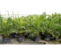 PHOENIX canariensis - Cont. 45 L