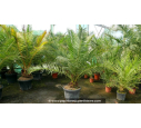 PHOENIX canariensis '50L 125/150'