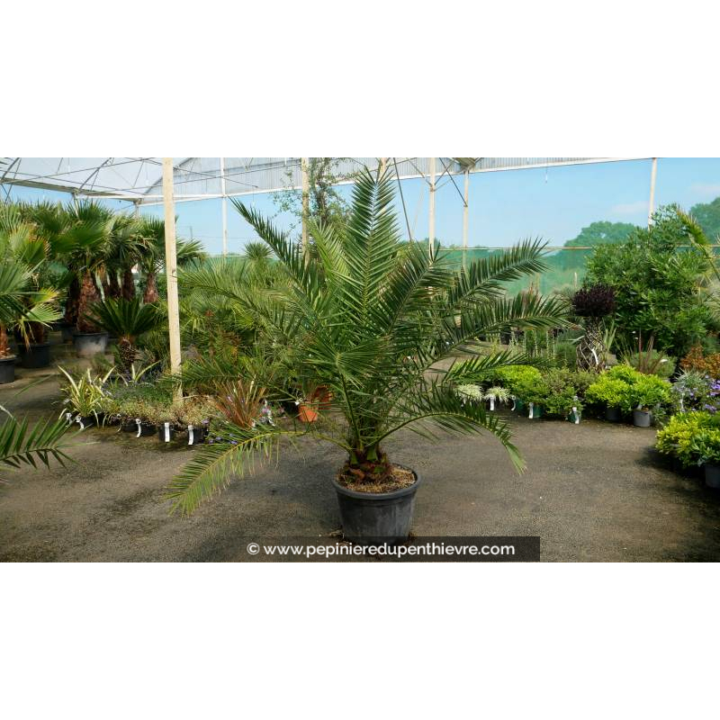 PHOENIX canariensis '50L 125/150'