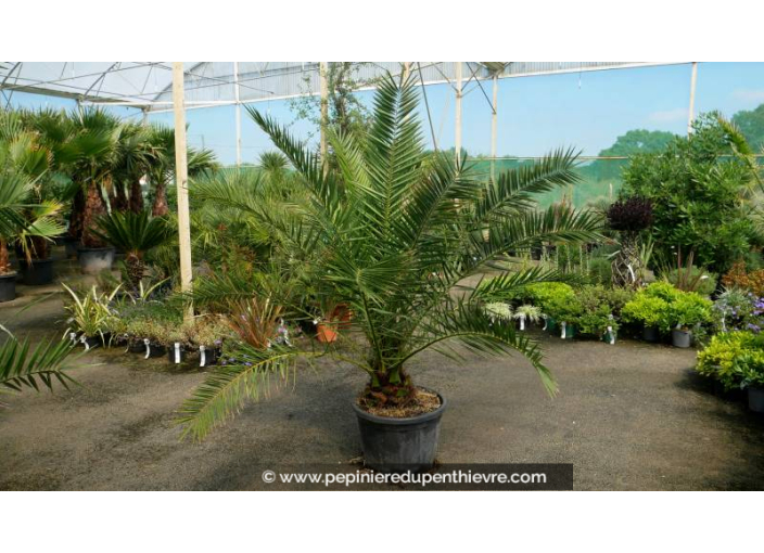 PHOENIX canariensis '50L 125/150'