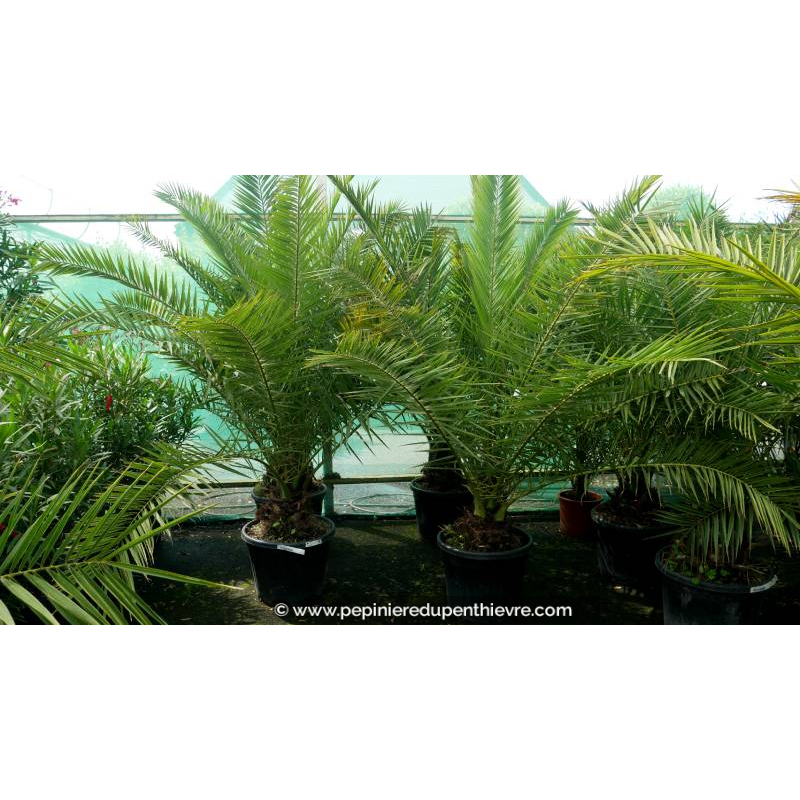 PHOENIX canariensis '50L 150/175'