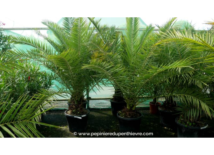 PHOENIX canariensis '50L 150/175'