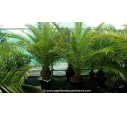 PHOENIX canariensis '50L 150/175'