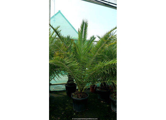 PHOENIX canariensis '50L 150/175'