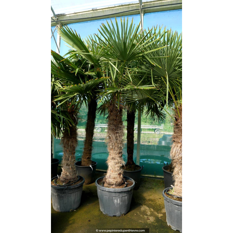 TRACHYCARPUS fortunei 'Tronc 140/160'