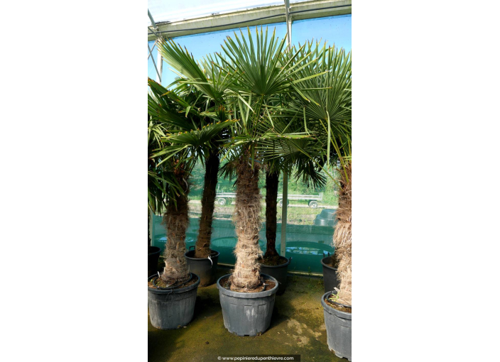 TRACHYCARPUS fortunei 'Tronc 140/160'
