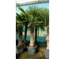 TRACHYCARPUS fortunei 'Tronc 140/160'