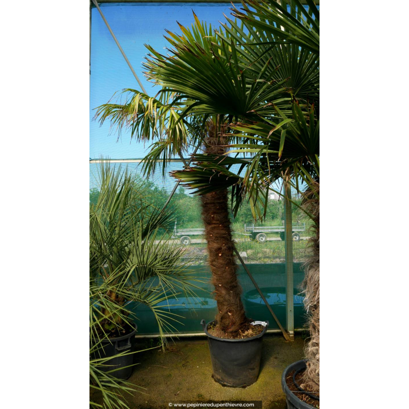 TRACHYCARPUS fortunei 'Tronc 180/200'
