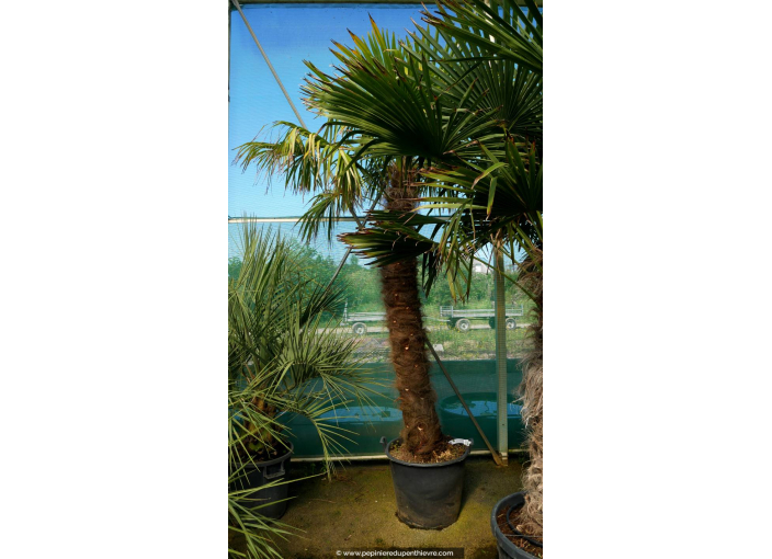 TRACHYCARPUS fortunei 'Tronc 180/200'