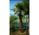 TRACHYCARPUS fortunei 'Tronc 180/200'