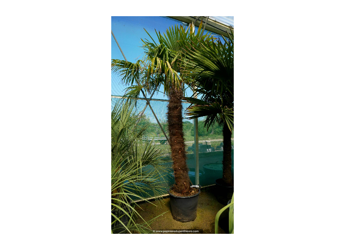 TRACHYCARPUS fortunei 'Tronc 180/200'