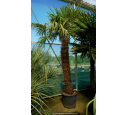 TRACHYCARPUS fortunei 'Tronc 180/200'