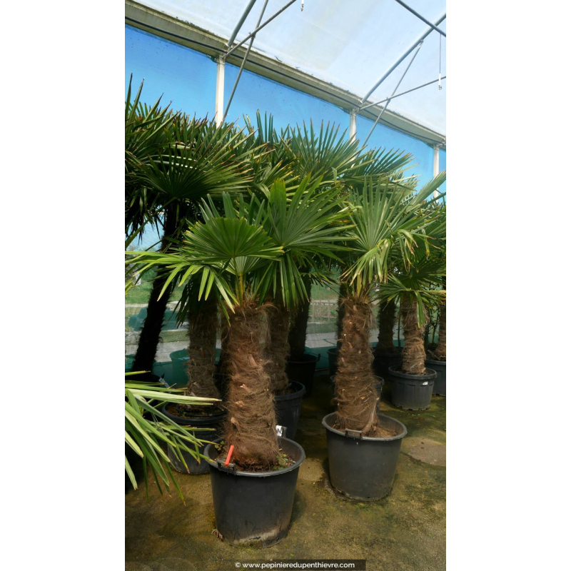 TRACHYCARPUS fortunei 'Tronc 100/120'