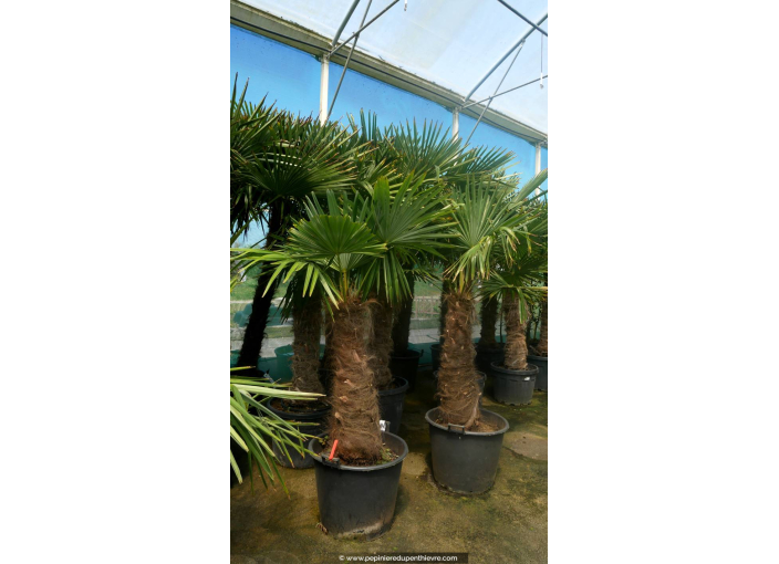TRACHYCARPUS fortunei 'Tronc 100/120'