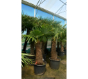 TRACHYCARPUS fortunei 'Tronc 100/120' TRACHYCARPUS fortunei 'Tronc 100/120'
