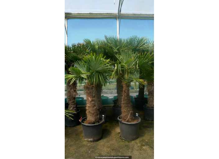TRACHYCARPUS fortunei 'Tronc 100/120' TRACHYCARPUS fortunei 'Tronc 100/120'