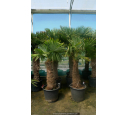 TRACHYCARPUS fortunei 'Tronc 100/120' TRACHYCARPUS fortunei 'Tronc 100/120'