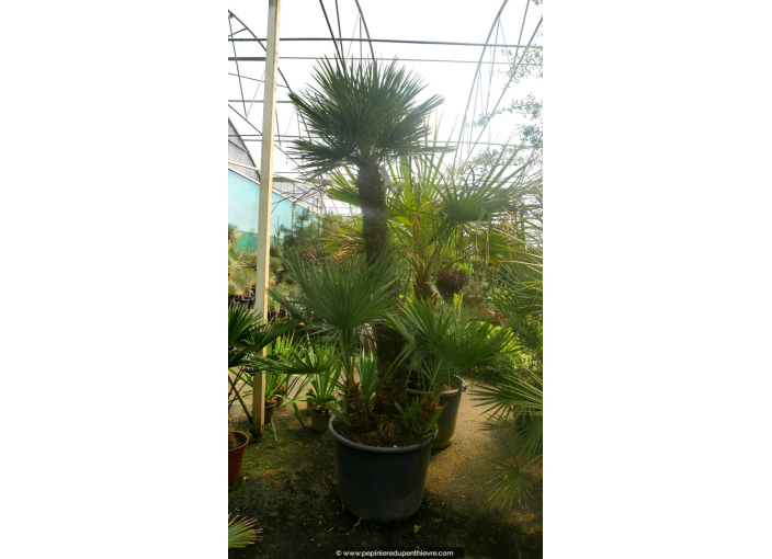 CHAMAEROPS humilis '120/150'