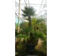 CHAMAEROPS humilis '120/150'