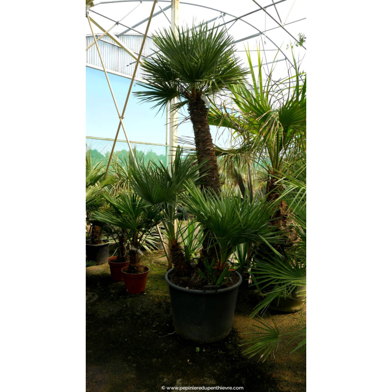 CHAMAEROPS humilis '120/150'