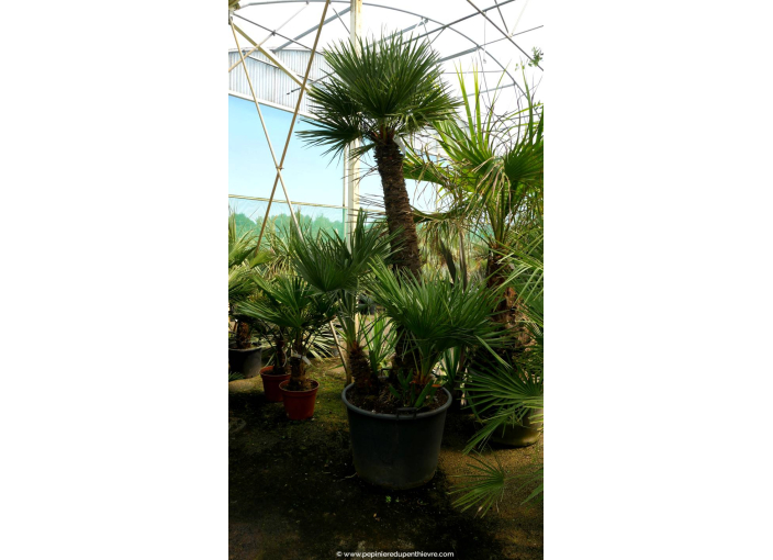 CHAMAEROPS humilis '120/150'