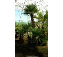 CHAMAEROPS humilis '120/150'