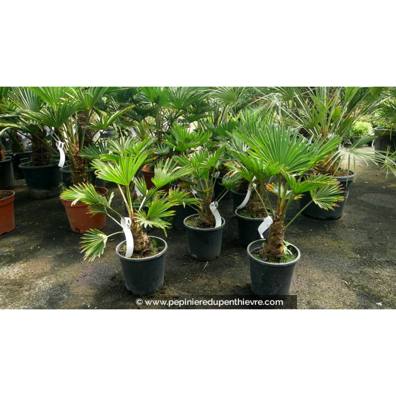 TRACHYCARPUS wagnerianus