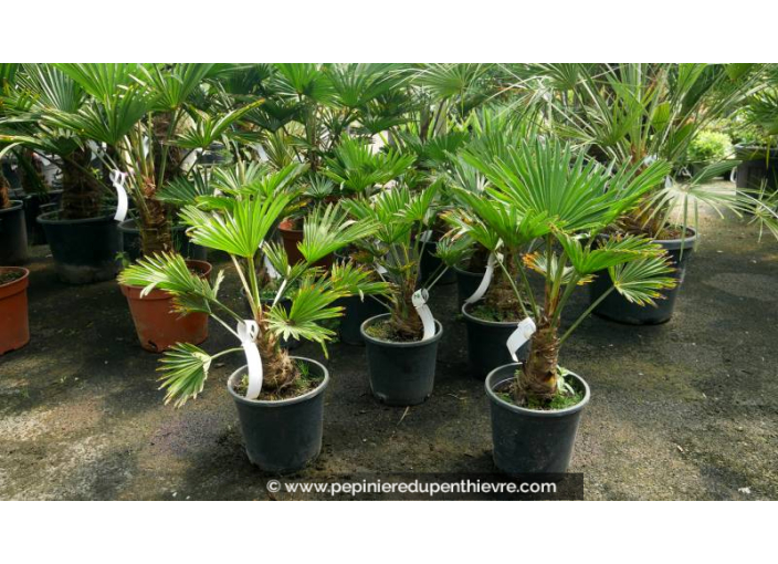 TRACHYCARPUS wagnerianus