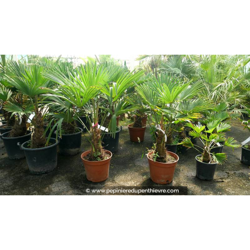 TRACHYCARPUS wagnerianus 'Tronc 20-30'