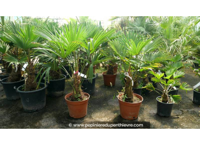 TRACHYCARPUS wagnerianus 'Tronc 40/50'