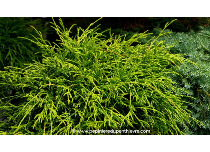 CHAMAECYPARIS pisifera 'Sungold' CHAMAECYPARIS pisifera 'Sungold'