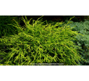 CHAMAECYPARIS pisifera 'Sungold' CHAMAECYPARIS pisifera 'Sungold'