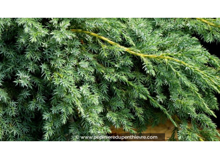 JUNIPERUS squamata 'Blue Carpet'