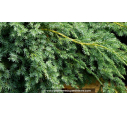 JUNIPERUS squamata 'Blue Carpet'