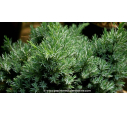 JUNIPERUS squamata 'Blue Star' JUNIPERUS squamata 'Blue Star'