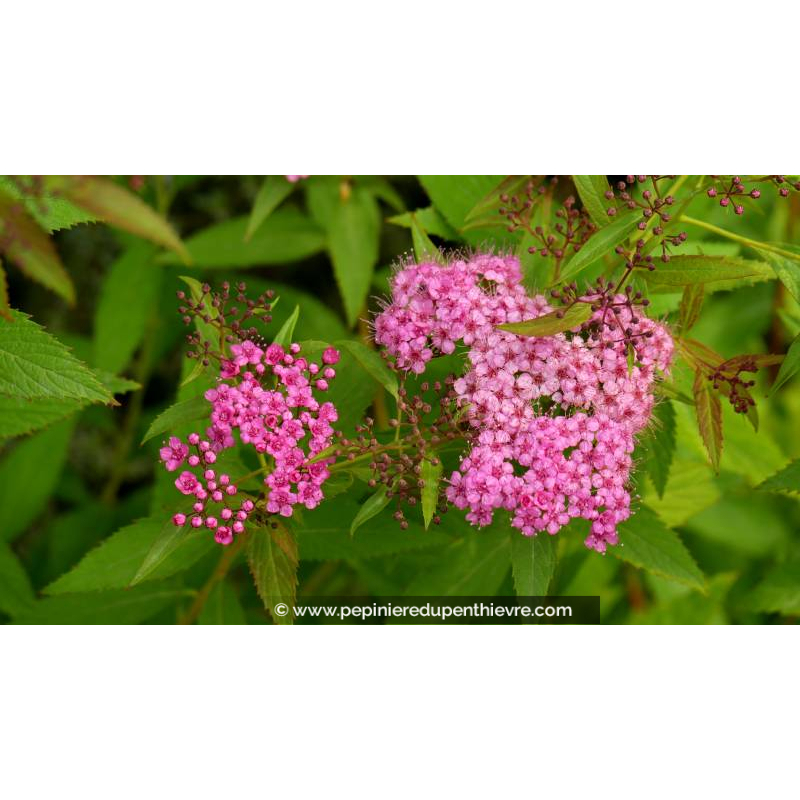 SPIRAEA japonica 'Shirobana'
