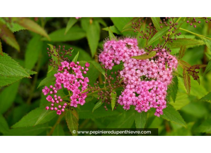 SPIRAEA japonica 'Shirobana'