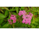 SPIRAEA japonica 'Shirobana' SPIRAEA japonica 'Shirobana'