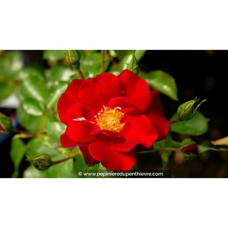 DECOROSIERS® 'New Vesuvia'
