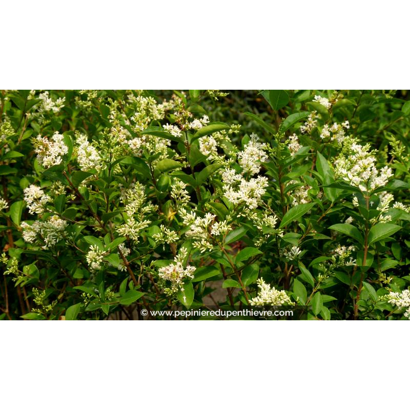 LIGUSTRUM ovalifolium - Été