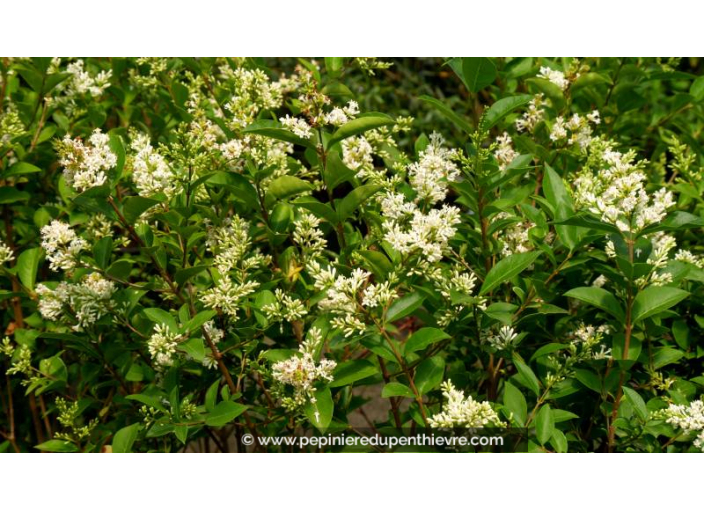 LIGUSTRUM ovalifolium - Été