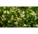 LIGUSTRUM ovalifolium - Été LIGUSTRUM ovalifolium - Été