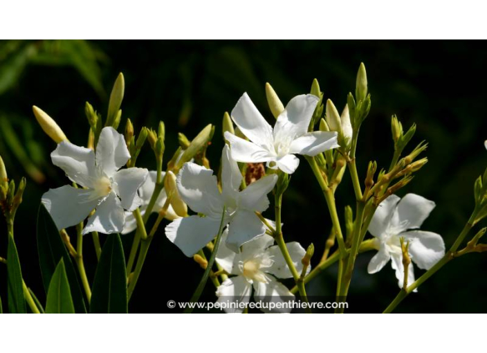 NERIUM oleander 'Blanc' - Été