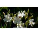 NERIUM oleander 'Blanc' - Été